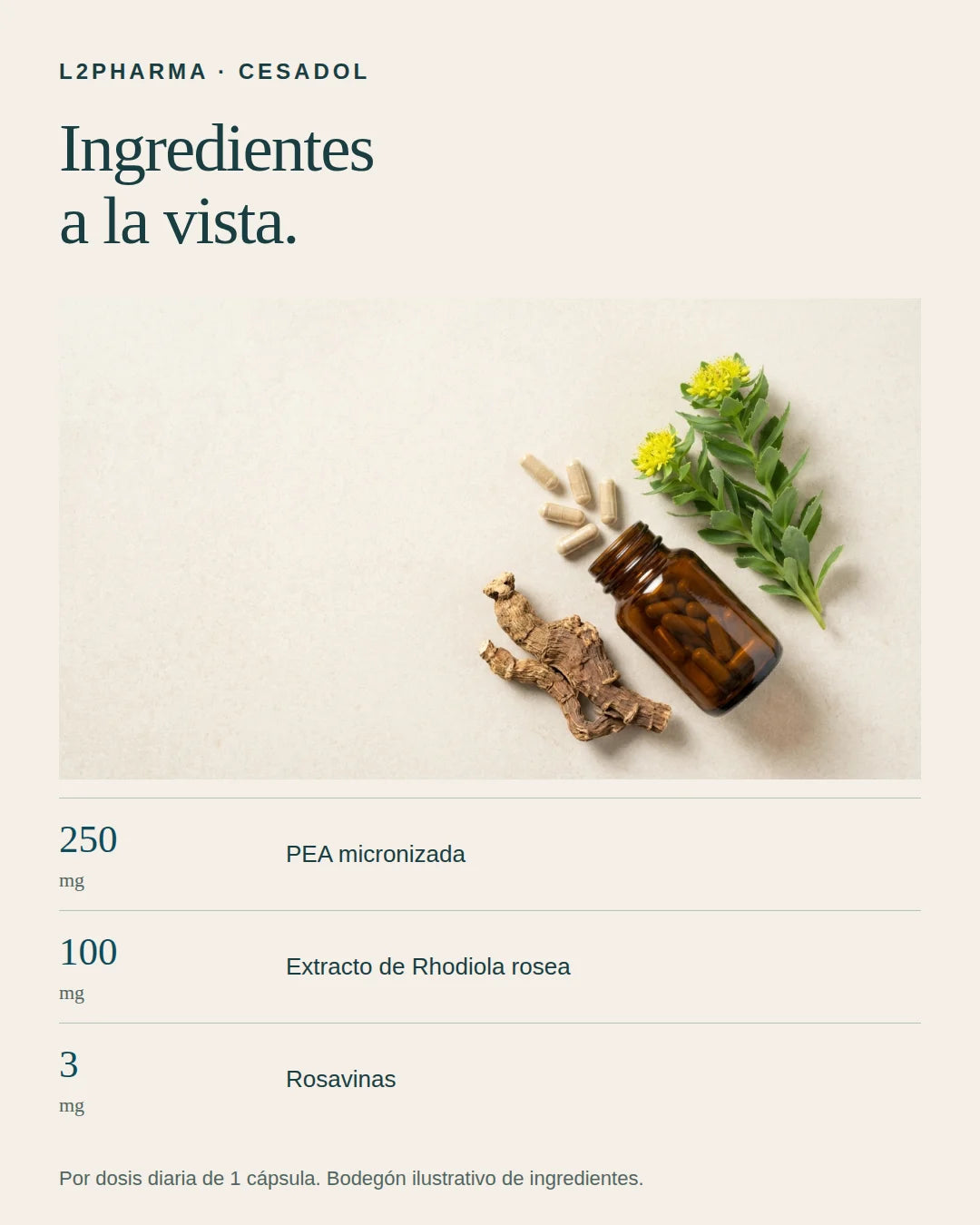 Ingredientes a la vista. 